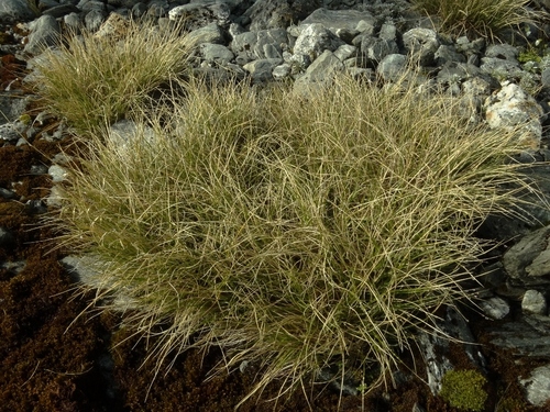 Chionochloa oreophila