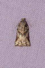 Harmologa amplexana