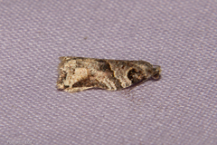 Harmologa amplexana