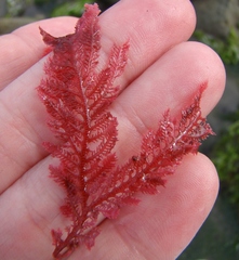 Euptilota formosissima