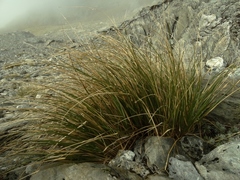 Chionochloa vireta