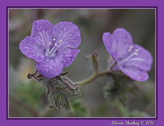 Phacelia vallis-mortae