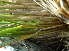 Chionochloa vireta