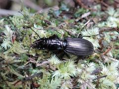 Mecodema spiniferum