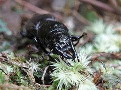 Mecodema spiniferum