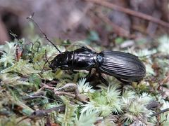 Mecodema spiniferum