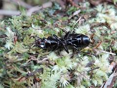 Mecodema spiniferum