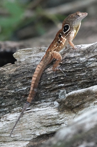 Cayo Liborio