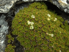 Hectorella caespitosa