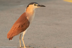 Nankeen Night Heron - Photo (c) David McCorquodale, some rights reserved (CC BY), uploaded by David McCorquodale
