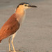 Nankeen Night Heron - Photo (c) David McCorquodale, some rights reserved (CC BY), uploaded by David McCorquodale