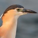 Nycticorax Night-Herons - Photo (c) David McCorquodale, some rights reserved (CC BY), uploaded by David McCorquodale