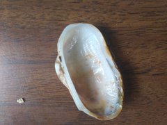 Barbatia novaezealandiae