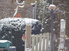 Haemorhous mexicanus