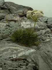 Aciphylla congesta