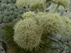 Aciphylla congesta