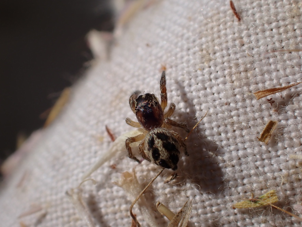 Pellenes canosus