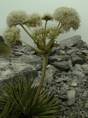 Aciphylla congesta