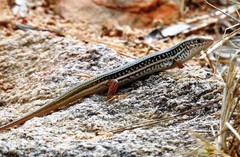 Ctenotus