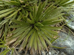Aciphylla congesta