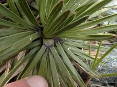 Aciphylla congesta