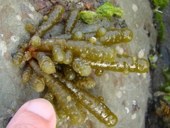 Splachnidium rugosum