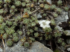 Veronica ciliolata ciliolata