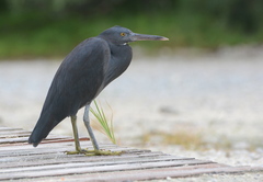 Pacific Reef Heron photo 2