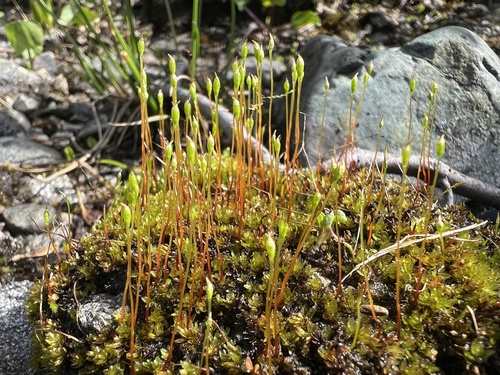 Marsh Collar-moss (Tayloria lingulata)