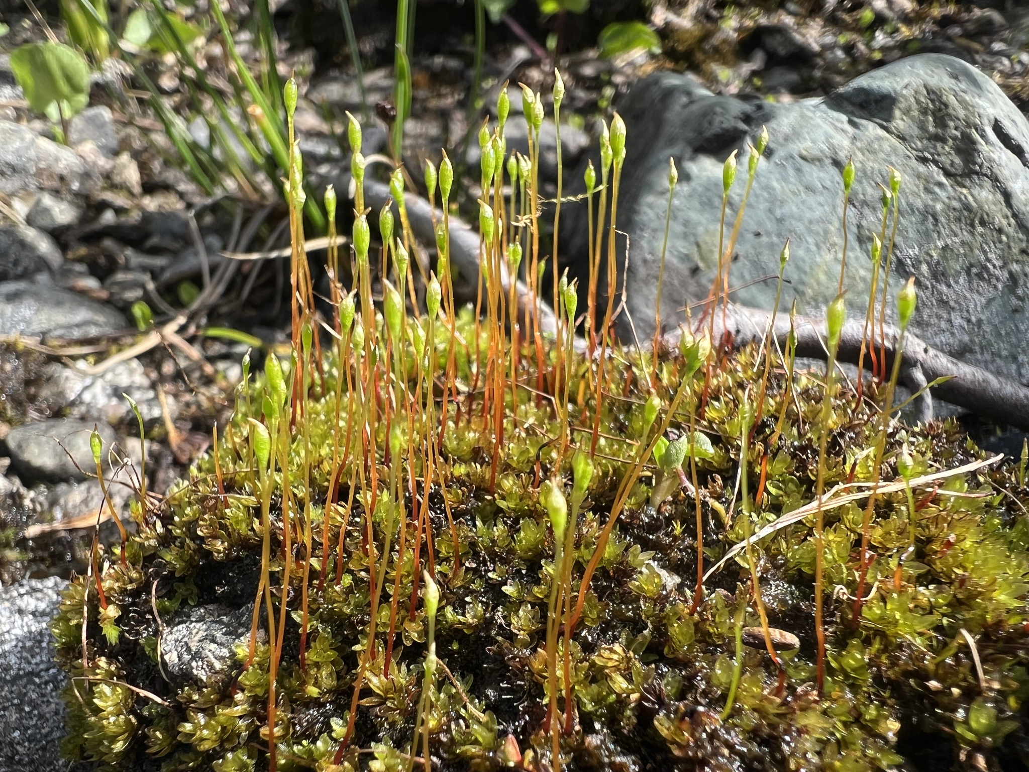 Tayloria lingulata