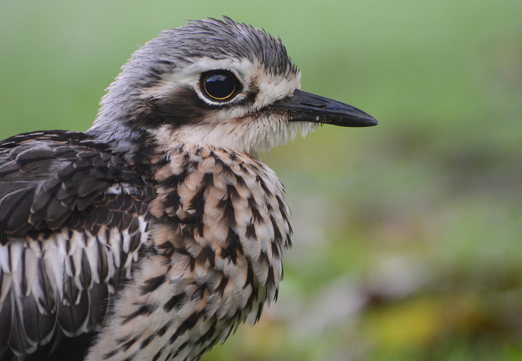 Bush Thick-knee (Burhinus grallarius) photo