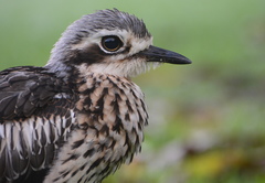 Bush Stone-Curlew photo 1