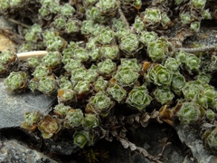 Veronica ciliolata ciliolata