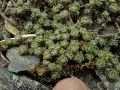 Veronica ciliolata ciliolata