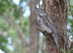 Tawny Frogmouth photo 3