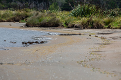 Oryctolagus cuniculus cuniculus