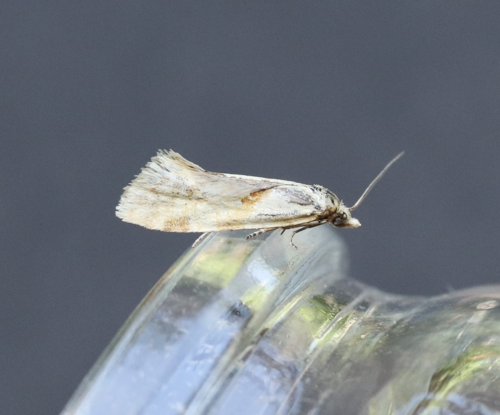 Smeathmann's Aethes Moth photo 5