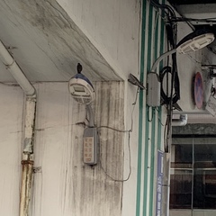 Dicrurus macrocercus