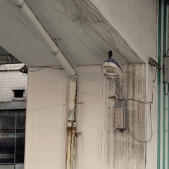 Dicrurus macrocercus