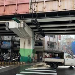 Dicrurus macrocercus