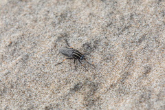 Megathereva bilineata