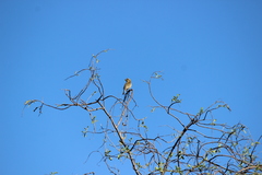 Haemorhous purpureus californicus