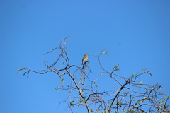Haemorhous purpureus californicus