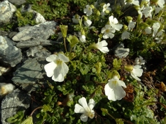 Ourisia caespitosa