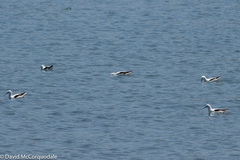 Cladorhynchus leucocephalus