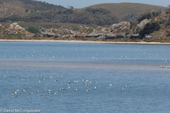 Cladorhynchus leucocephalus