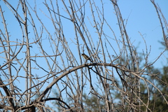 Haemorhous purpureus californicus