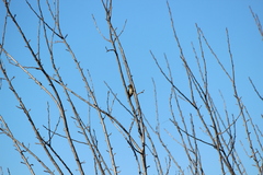 Haemorhous purpureus californicus