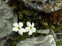 Lobelia glaberrima