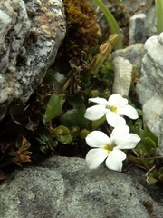 Lobelia glaberrima